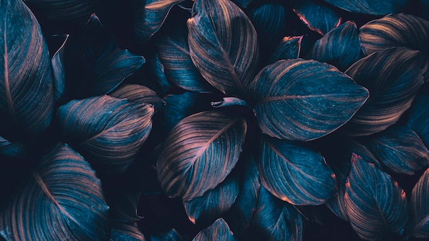 Folhas azuis textura fundo escuro da natureza