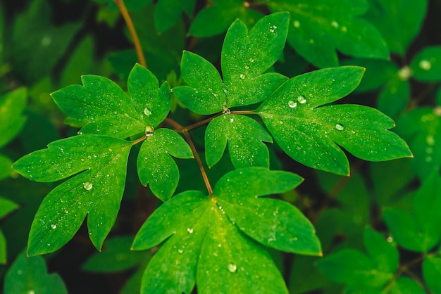 Folhas bonitas do verde vívido do dicentra com gotas de orvalho.