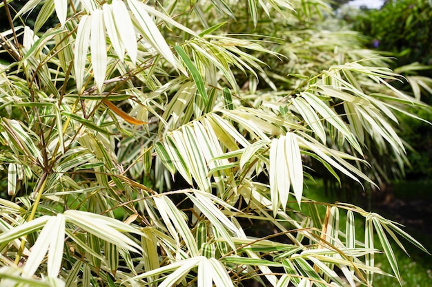 Folhas brancas e verdes de plantas variegadas de bambu
