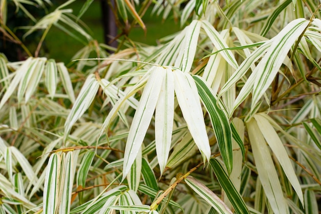 Folhas brancas e verdes de plantas variegadas de bambu