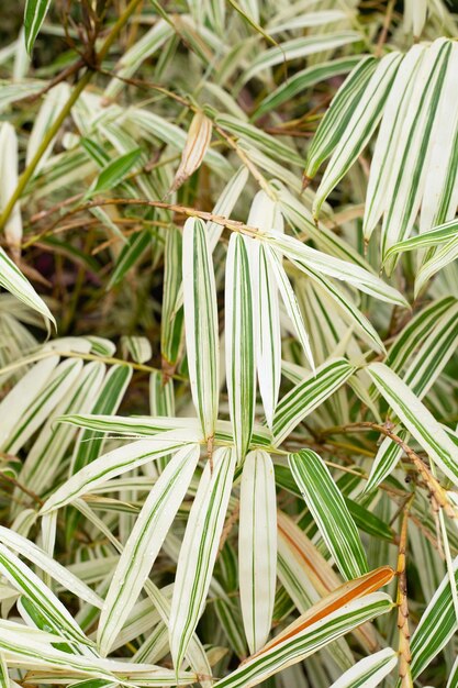 Folhas brancas e verdes de plantas variegadas de bambu