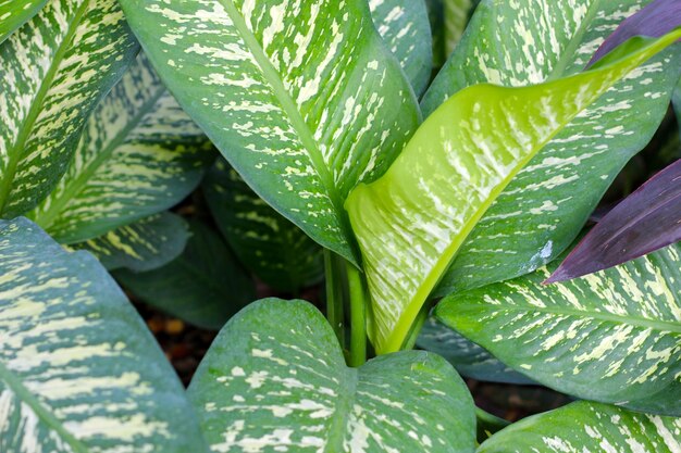 Foto folhas brancas e verdes planta de aglonema