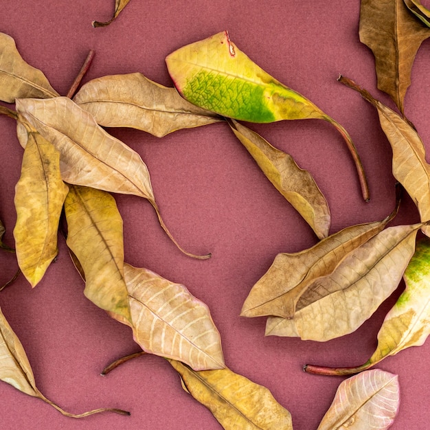 Folhas caídas da nogueira espalhadas por um fundo rosa claro