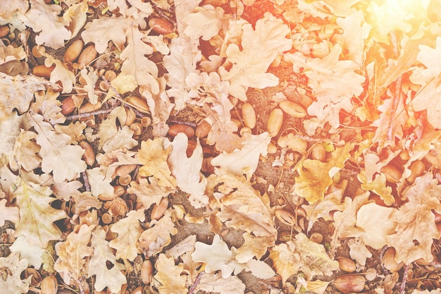 Folhas caídas de carvalho no outono, em um dia quente, luz solar intensa.