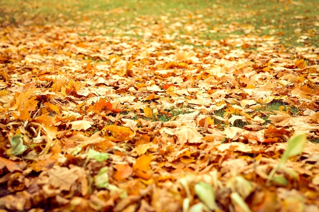 Folhas caídas de outono de uma árvore de bordo no chão na grama verde. folhagem de outono na terra
