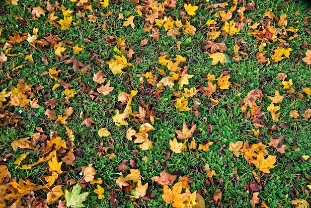 Folhas caídas de outono em um gramado verde gramado puro com folhas de outono vermelho-amarelas