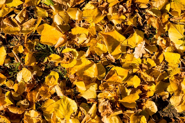 Foto folhas caídas de outono