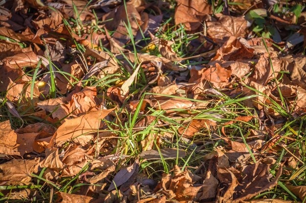 Folhas caídas na grama verde fecham