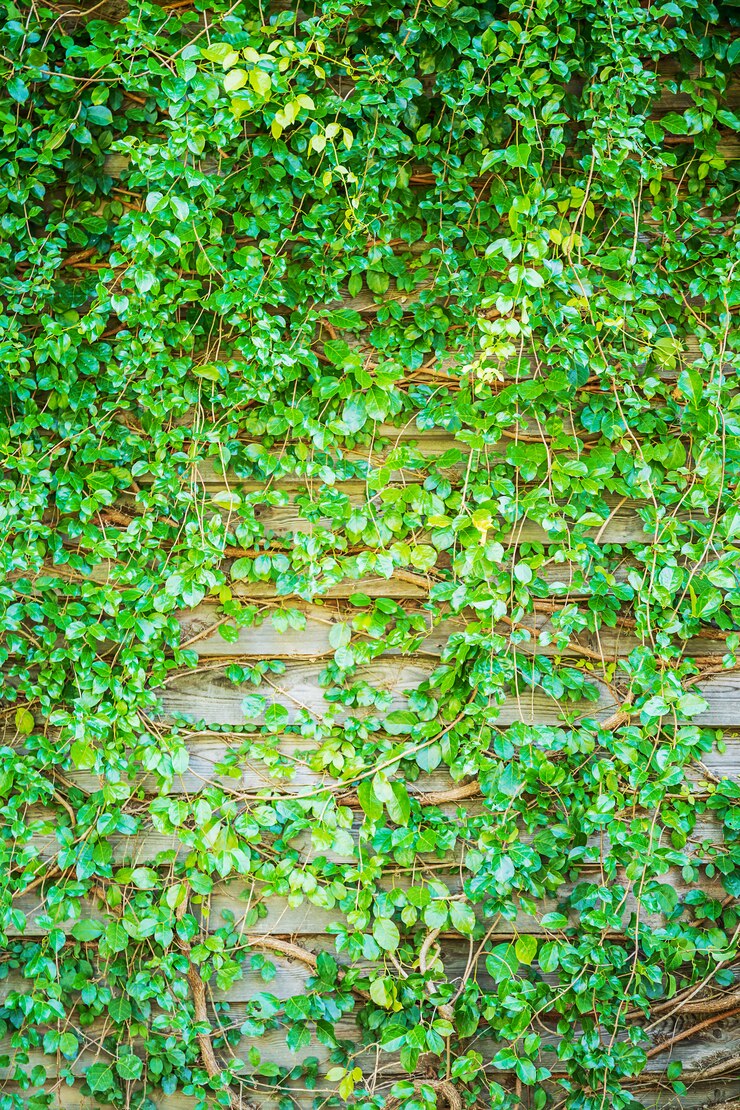 Foto folhas cobrem a casa