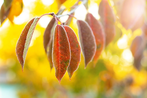 Folhas coloridas cobertas de geada em um galho de árvore no outono