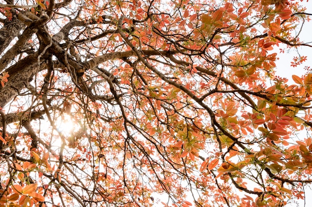 Folhas coloridas da primavera