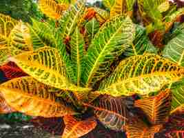 Foto folhas coloridas de codiaeum variegatum pudim de croton ou plantas de croton decorador de jardim de quintal