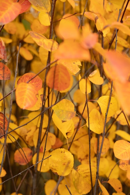 Folhas coloridas de outono Fundo natural Foco seletivo