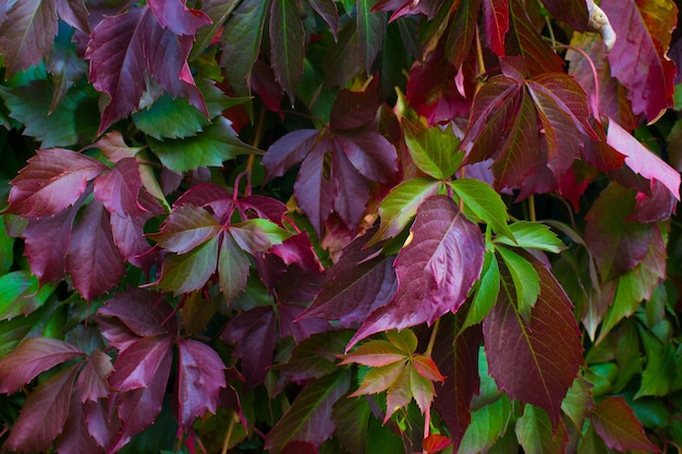 Folhas coloridas de uvas selvagens