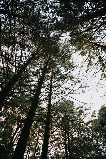 Folhas coloridas e raios de sol em uma floresta de outono