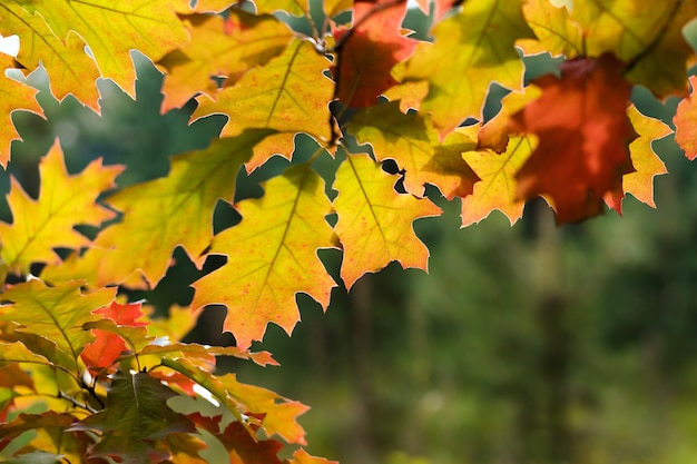 Folhas coloridas na floresta de outono.