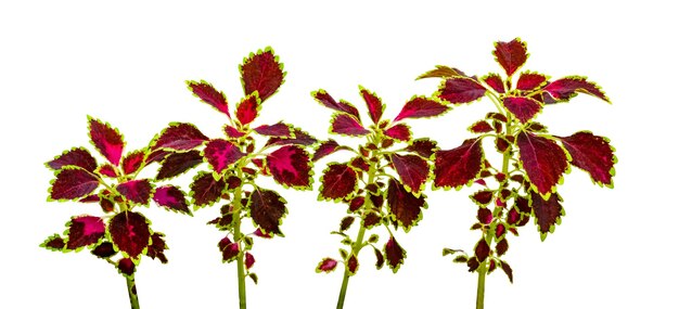 Foto folhas coloridas padrão coleus de folha ou urtiga pintada isolada em fundo branco