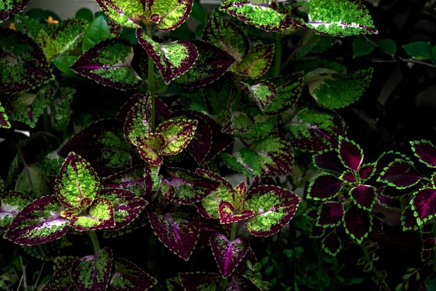 Foto folhas coloridas padrão coleus folha ou urtiga pintada no jardim