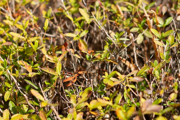 Folhas com ferrugem de Enkianthus perulatus conhecido no Japão como doudan tsutsuji