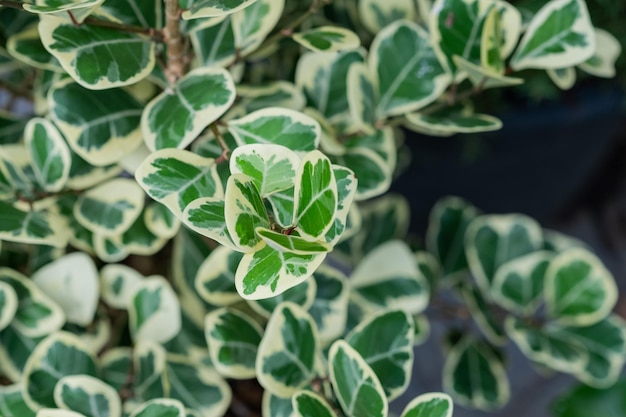Folhas com manchas brancas em close-up, textura de folha verde