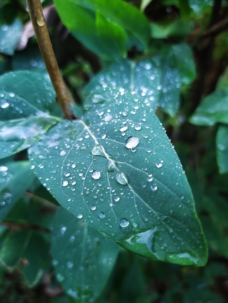 Folhas com pingos de chuva