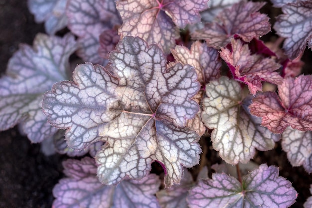 Folhas com veios prateados de Heuchera Perennials paisagismo jardinagem