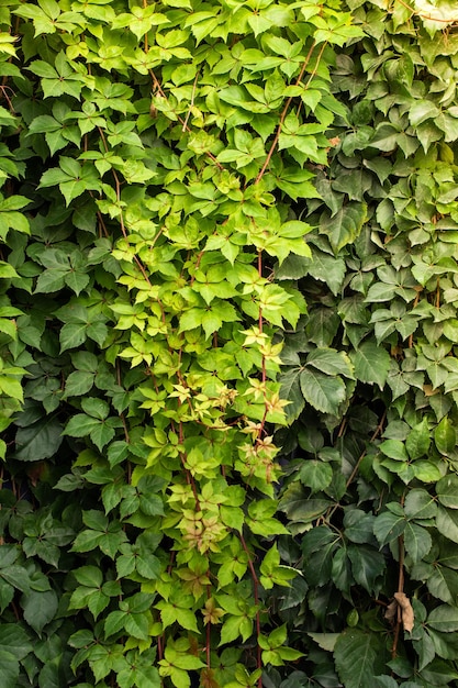 Folhas como textura de fundo de natureza de planta floral