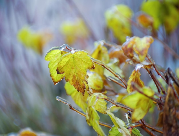 Folhas congeladas e galhos de árvores Fundo de inverno