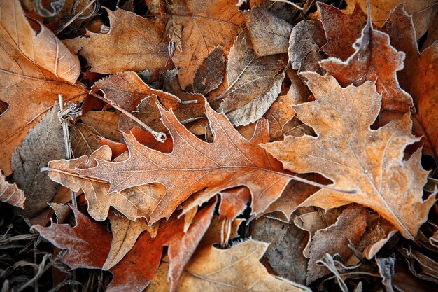 Folhas congeladas fecham fundo natural