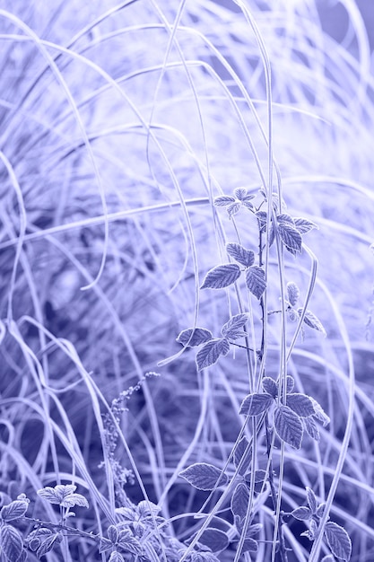 Folhas congeladas na imagem vertical da manhã gelada