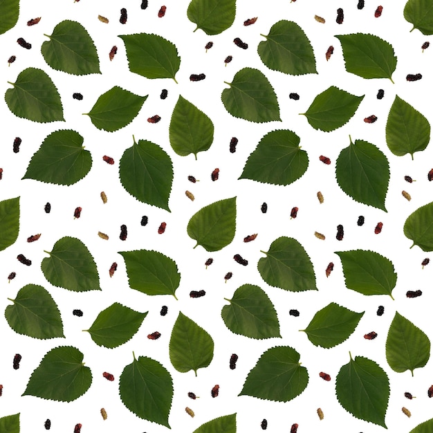 Folhas contra fundo branco