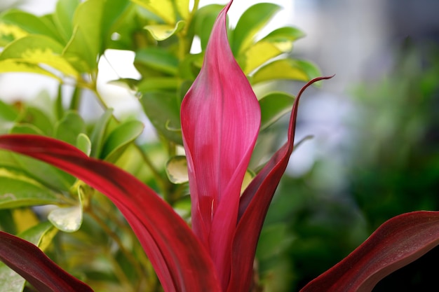 Folhas cor de rosa da planta tropical Cordyline no jardim