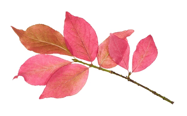 Folhas cor de rosa do arbusto euonymus no galho isolado