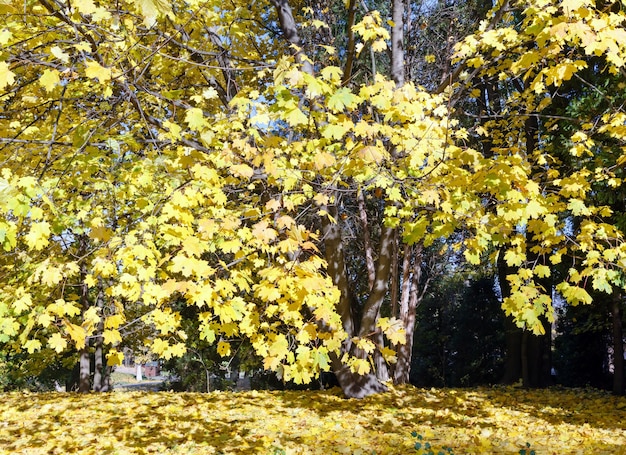 Folhas da árvore de bordo dourado iluminadas pelo sol no outono parque da cidade.