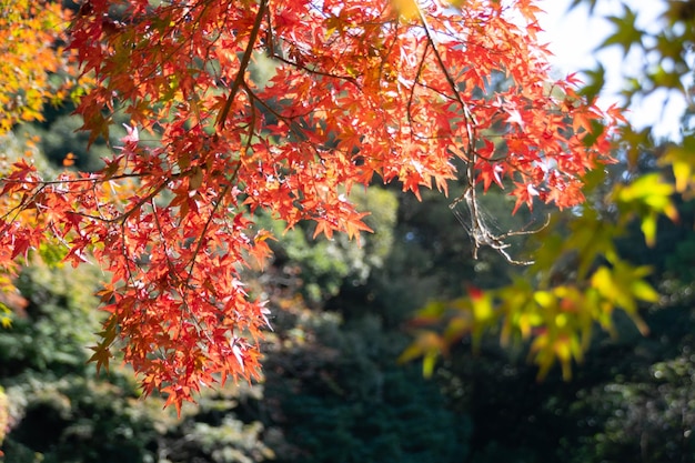 Folhas da árvore de bordo no outono com mudança de cor no outono de fundo natural amarelo alaranjado e vermelho