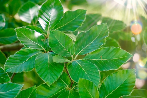 Folhas da árvore verde e luz solar na natureza, fundo verde