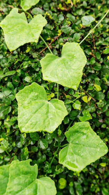 Folhas da cabaça ou vegetal da cabaça da hera em um fundo da natureza.