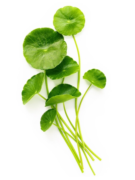 Folhas da centella asiatica isoladas no fundo branco.