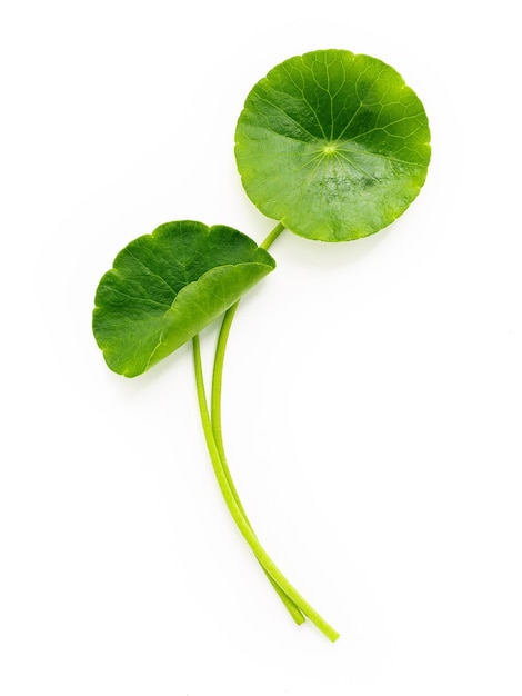 Folhas da centella asiatica isoladas no fundo branco.