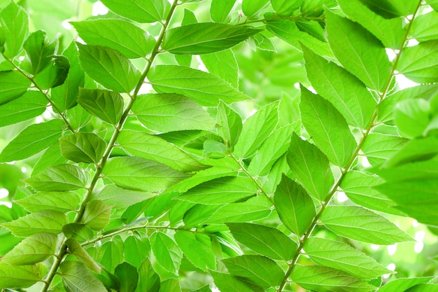 Foto folhas da natureza verde