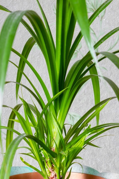 Folhas da planta de casa Pandanus close-up.