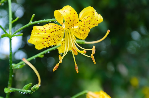 folhas da planta depois da chuva, close up