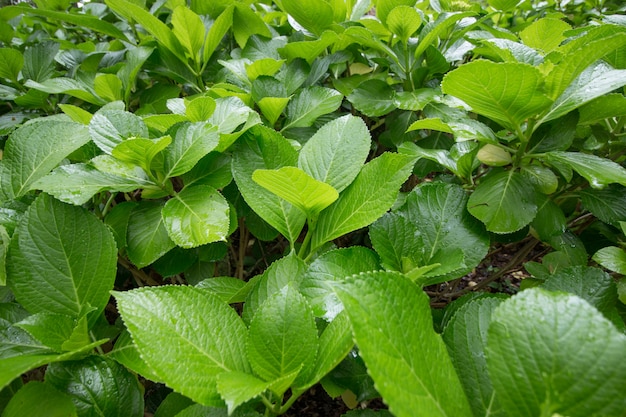 Folhas da planta Hortensia