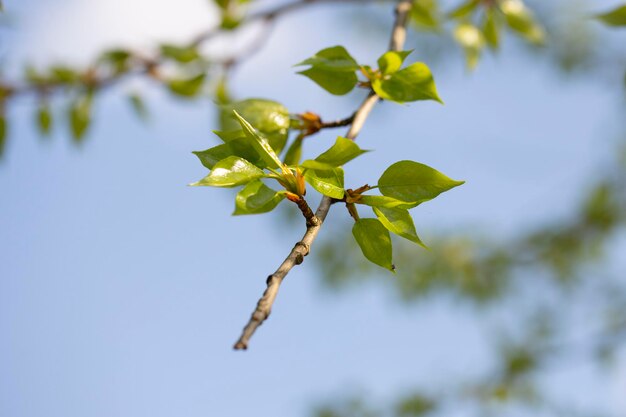 Folhas de álamo jovens de primavera em um ramo de perto