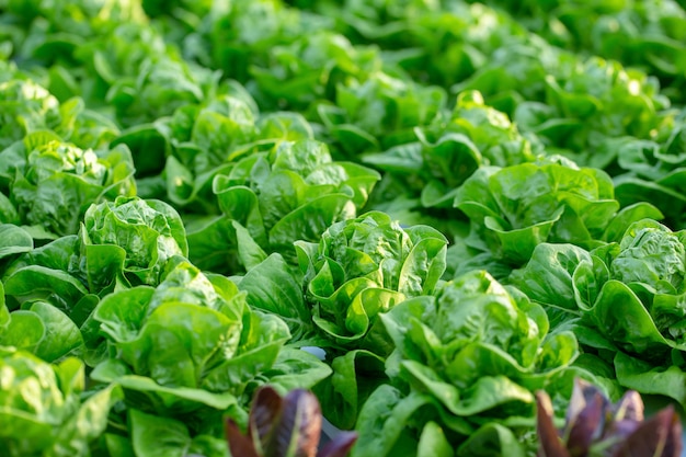 Folhas de alface Butterhead fresca, fazenda de hidroponia vegetal de saladas