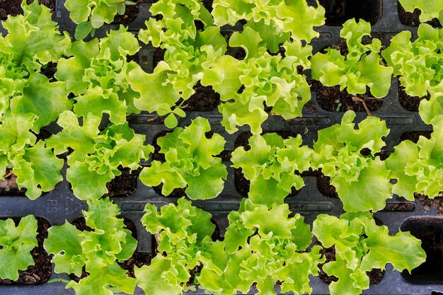 Folhas de alface em células especiais para o cultivo. folhas verdes encaracoladas.