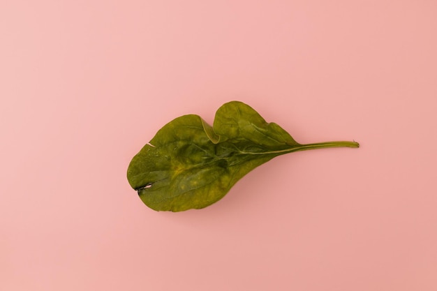 Folhas de alface em um fundo rosa