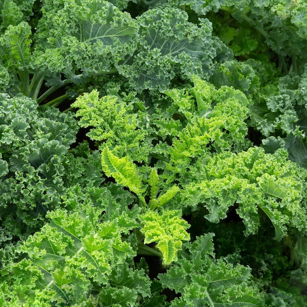 Folhas de alface verde fresca crescem no jardim Fechar folha de couve alface salada planta hidropônica vegeta