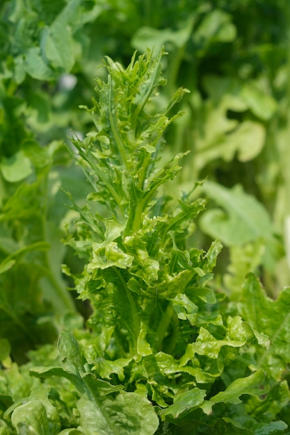 Folhas de alface verdes maduras e crocantes no canteiro do jardim