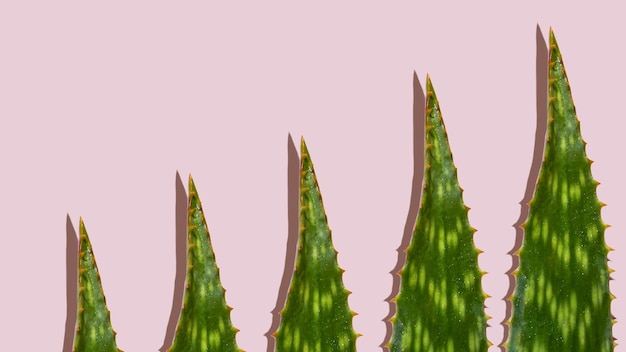 Folhas de aloe vera em fundo rosa